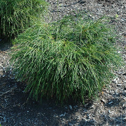 Żywotnik olbrzymi ‘Whipcord’ (Thuja plicata)