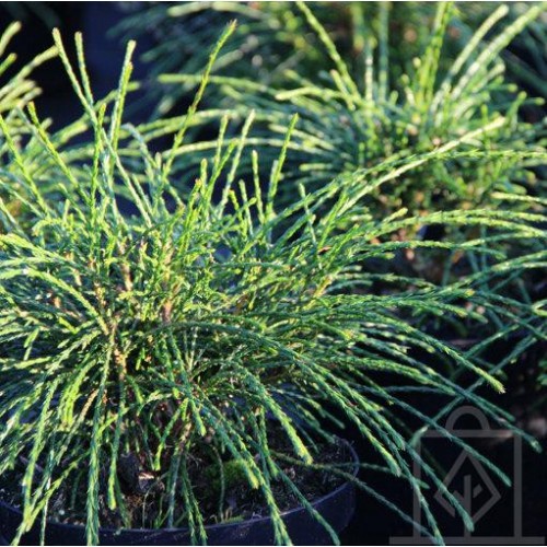 Żywotnik olbrzymi ‘Whipcord’ (Thuja plicata)