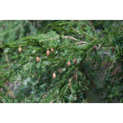 Choina kanadyjska (Tsuga canadensis)