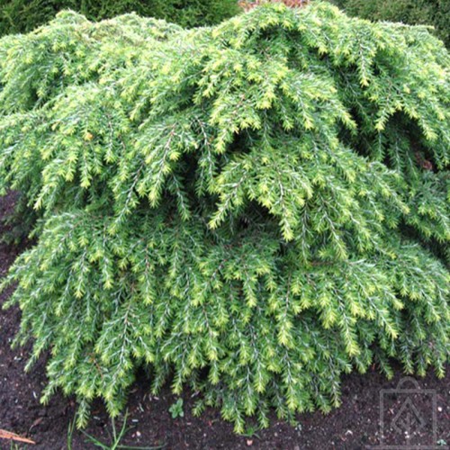 Choina kanadyjska ‘Jeddeloh’ (Tsuga canadensis)