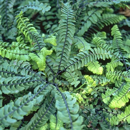 Adiantum stopowate ‘Imbricatum’ (Adiantum pedatum)