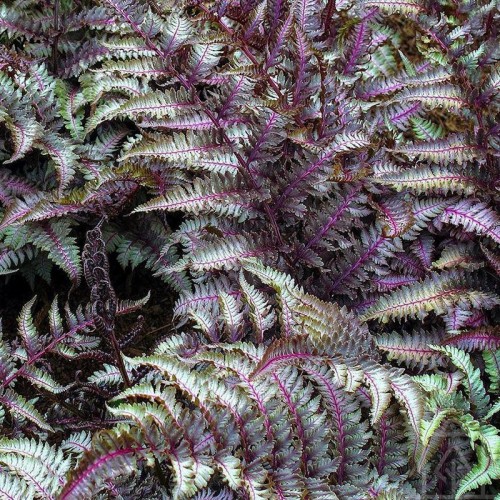 Wietlica japońska ‘Metallicum’ (Athyrium niponicum)