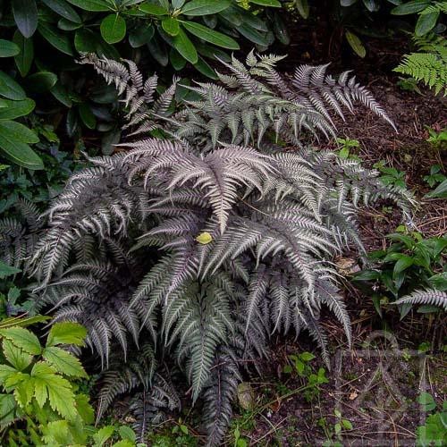 Wietlica japońska ‘Metallicum’ (Athyrium niponicum)