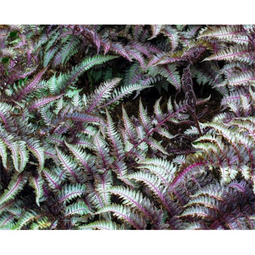 Wietlica japońska ‘Metallicum’ (Athyrium niponicum)