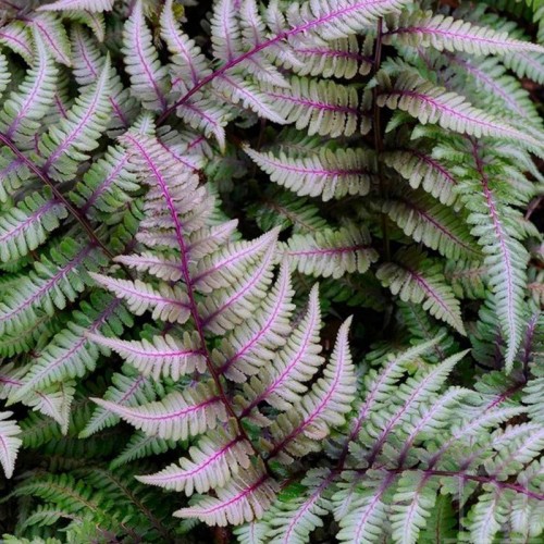 Wietlica japońska ‘Red Beauty’ (Athyrium...