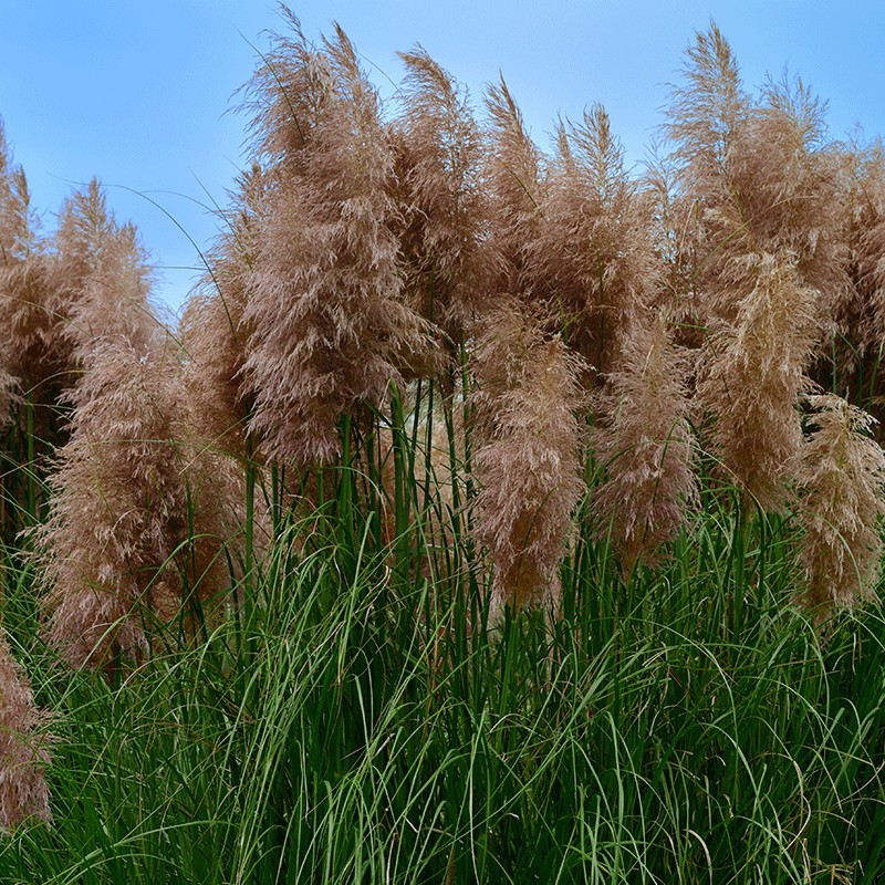 Trawa pampasowa 'Pink Feather'