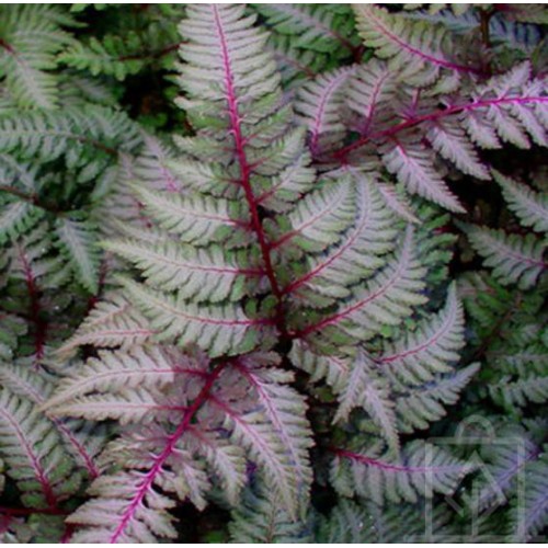 Wietlica japońska ‘Red Beauty’ (Athyrium...