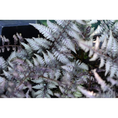 Wietlica japońska ‘Red Beauty’ (Athyrium...