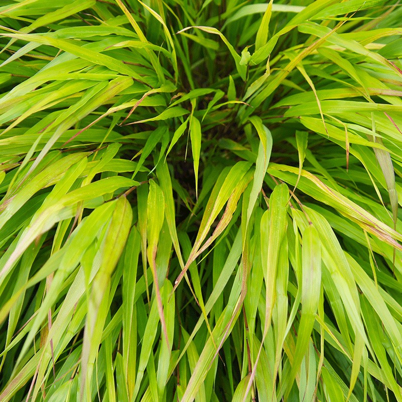 Hakonechloa smukła 'All Gold'