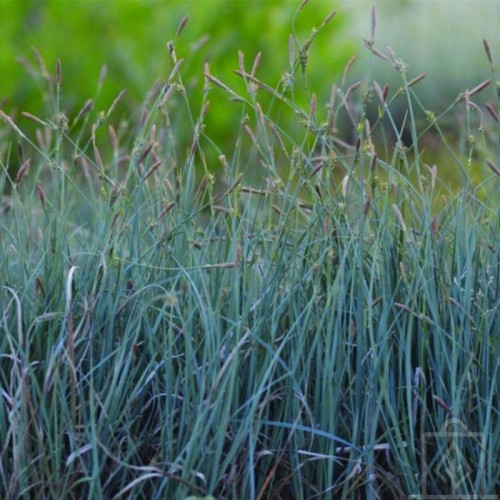 Turzyca prosowata ‘Pamira’ (Carex panicea...