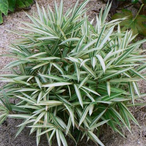 Bambus Plejoblast pstry (Plejoblastus variegatus)