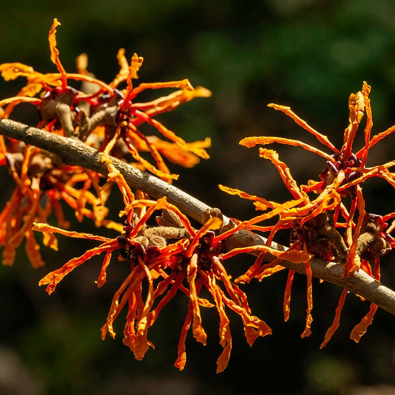 Oczar pośredni 'Orange Beauty'