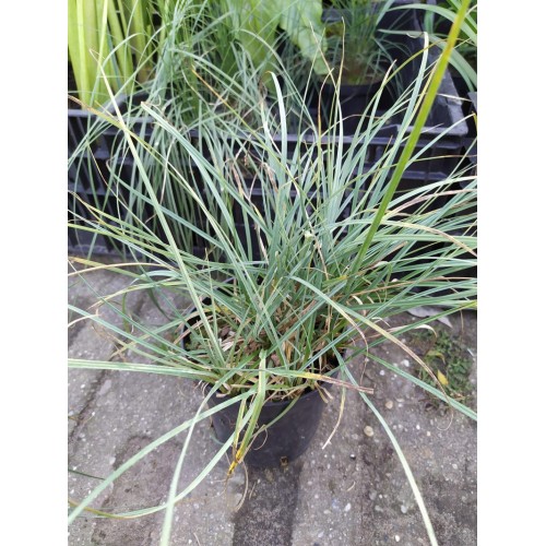 Turzyca prosowata ‘Pamira’ (Carex panicea...