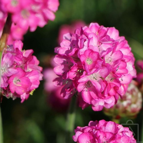 Zawciąg nadmorski ‘Splendens’ (Armeria maritima...