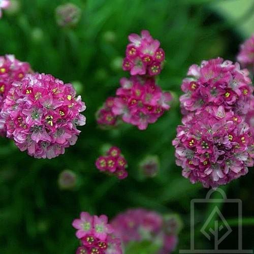 Zawciąg nadmorski ‘Splendens’ (Armeria maritima...