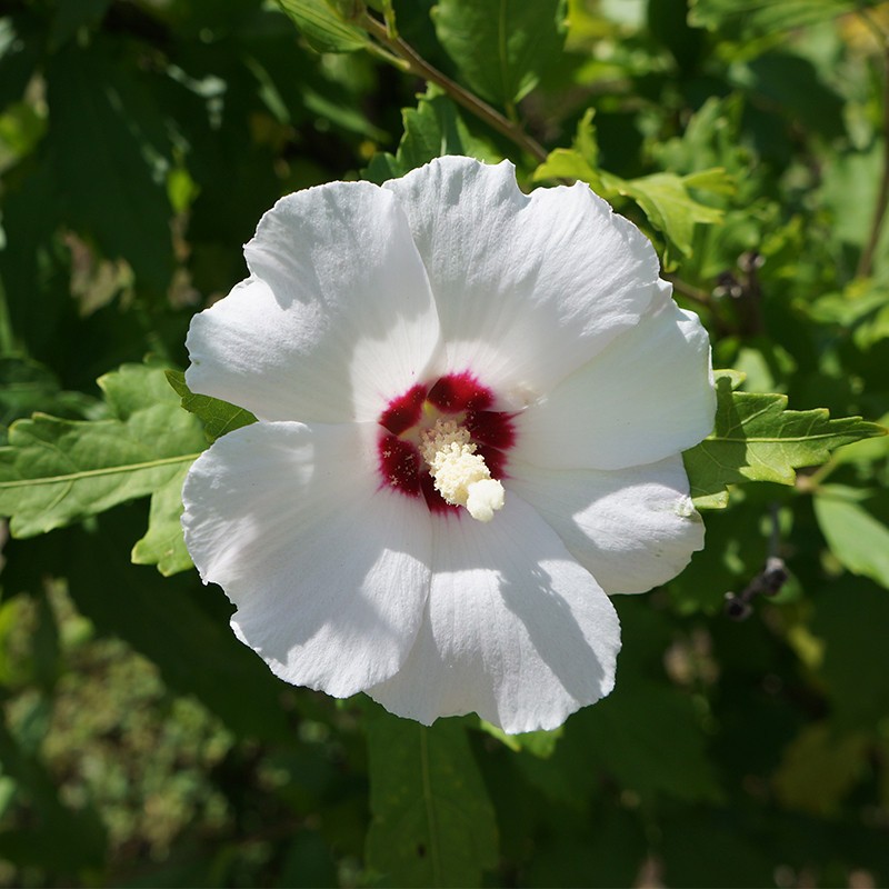 Ketmia syryjska ‘Red Heart’