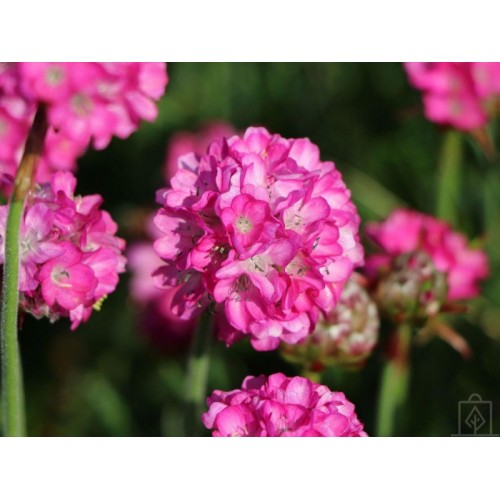 Zawciąg nadmorski ‘Splendens’ (Armeria maritima...