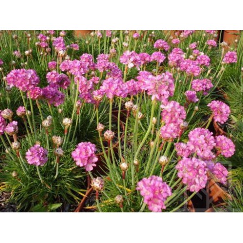 Zawciąg nadmorski ‘Splendens’ (Armeria maritima...