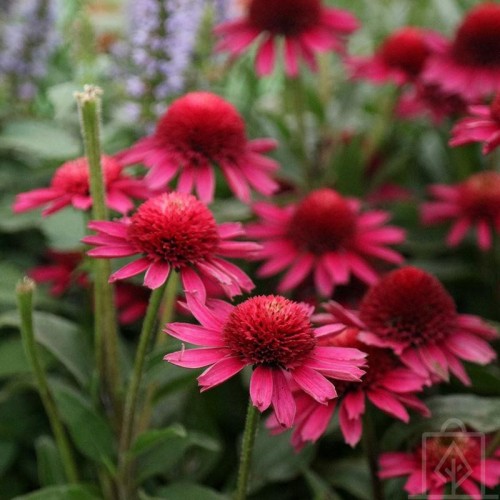 Jeżówka ‘Delicious Candy’ (Echinacea ‘Delicious...