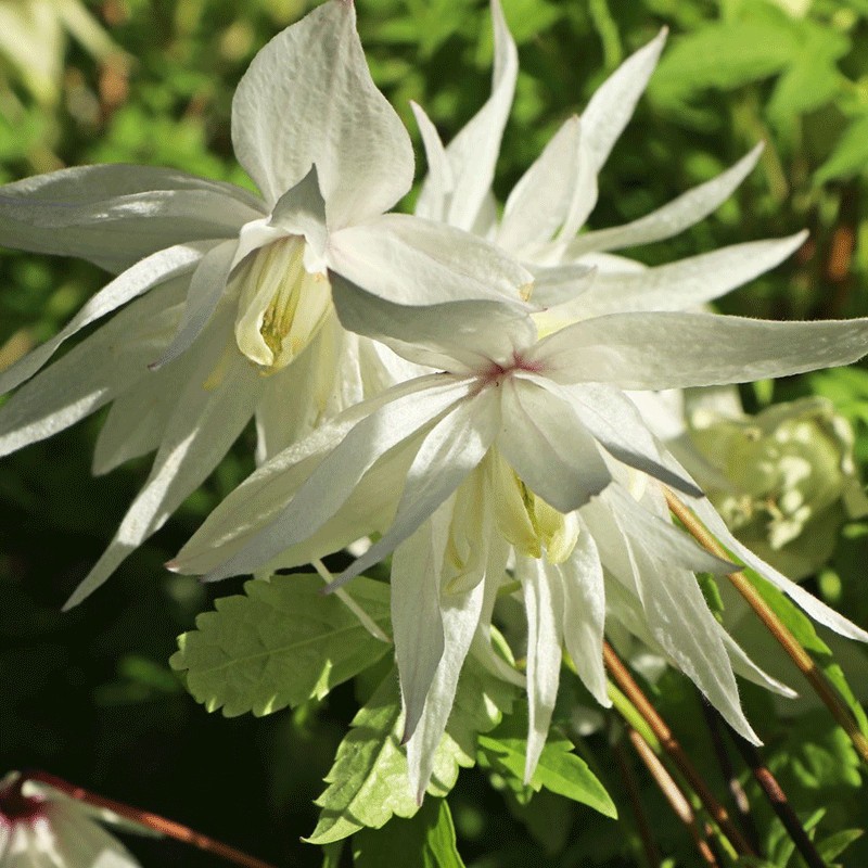 Powojnik 'Albina Plena'