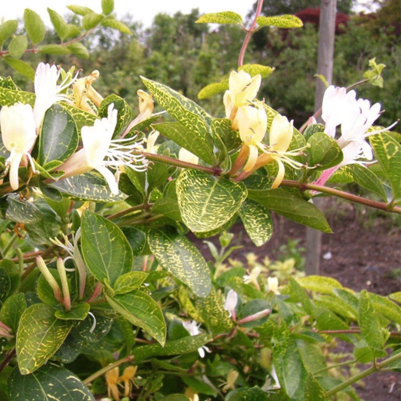 Wiciokrzew japoński 'Aureoreticulata'