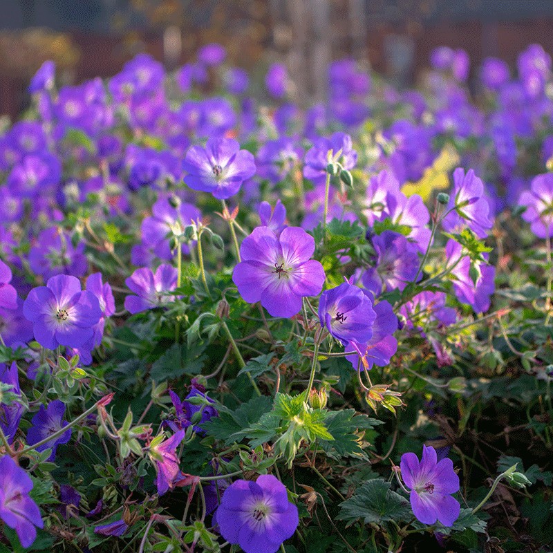 Bodziszek 'Johnson Blue'