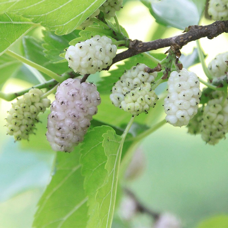 Morwa biała 'Eldorado'