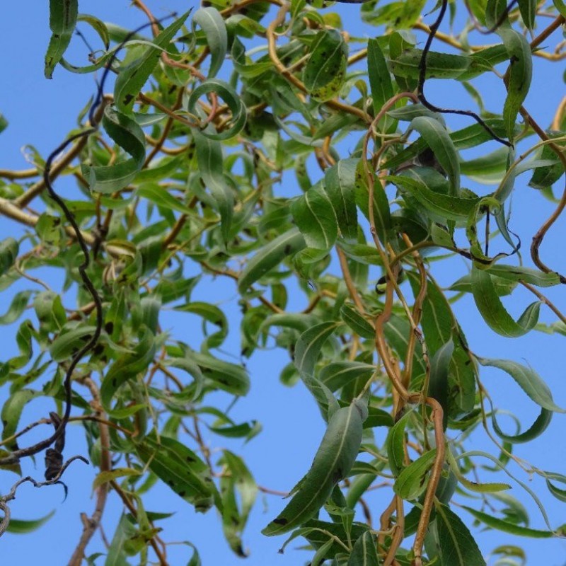 Wierzba płacząca 'Erythroflexuosa'