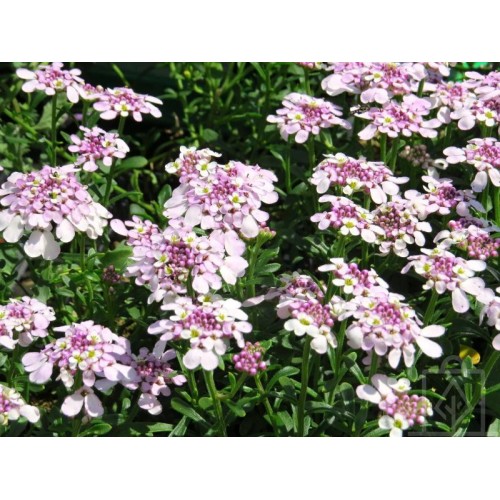 Ubiorek wiecznie zielony ‘Pink Ice’...