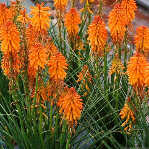 Trytoma ogrodowa ‘Poco Orange’ (Kniphofia...