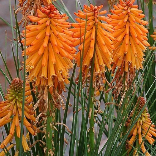 Trytoma ogrodowa ‘Poco Orange’ (Kniphofia...