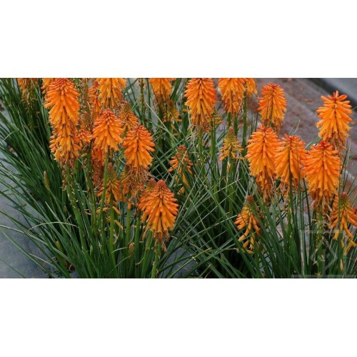 Trytoma ogrodowa ‘Poco Orange’ (Kniphofia...