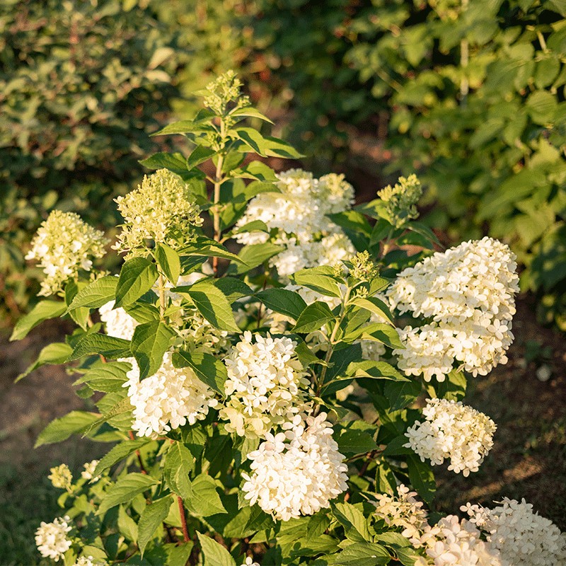 Hortensja bukietowa 'Little Spooky'