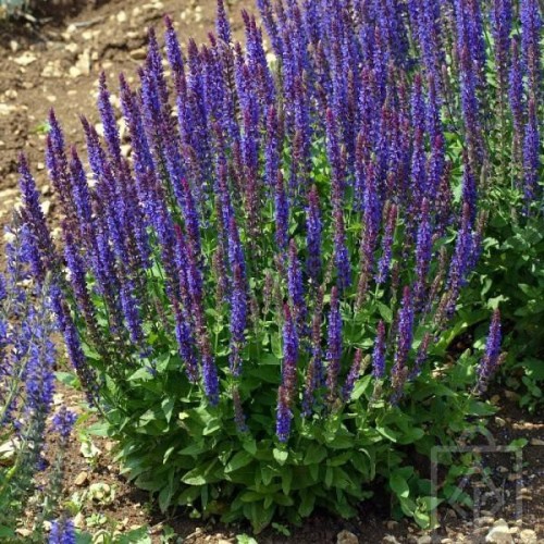 Szałwia omszona ‘Ostfriesland’ (Salvia nemorosa...