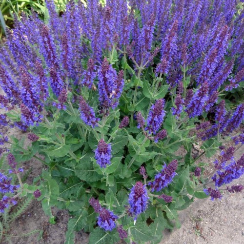 Szałwia omszona ‘Ostfriesland’ (Salvia nemorosa...