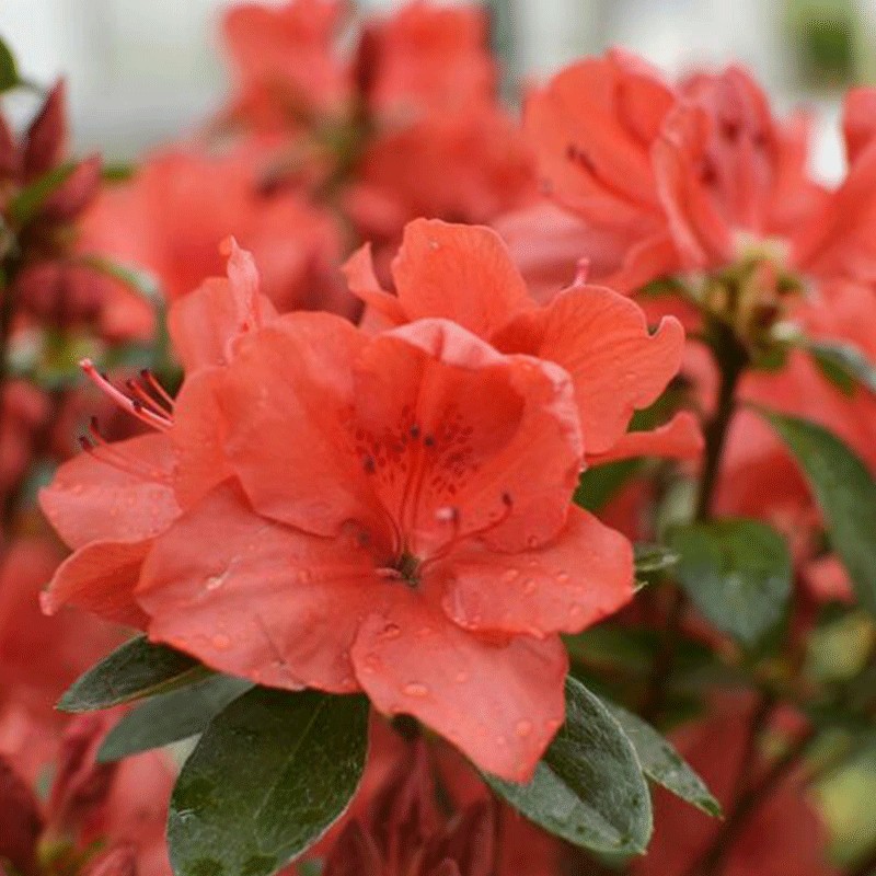 Azalia japońska 'Orange Beauty'