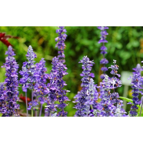 Szałwia omszona ‘Ostfriesland’ (Salvia nemorosa...