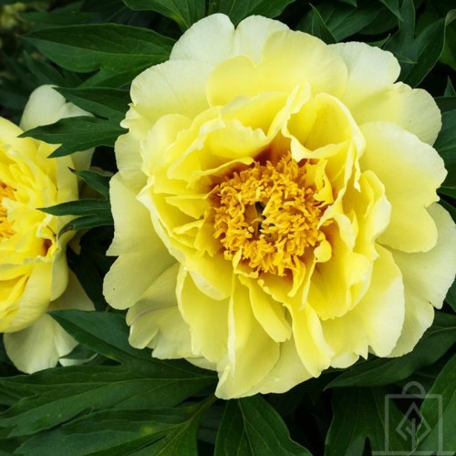 Piwonia ITOH ‘Bartzella’ (Paeonia ITOH...