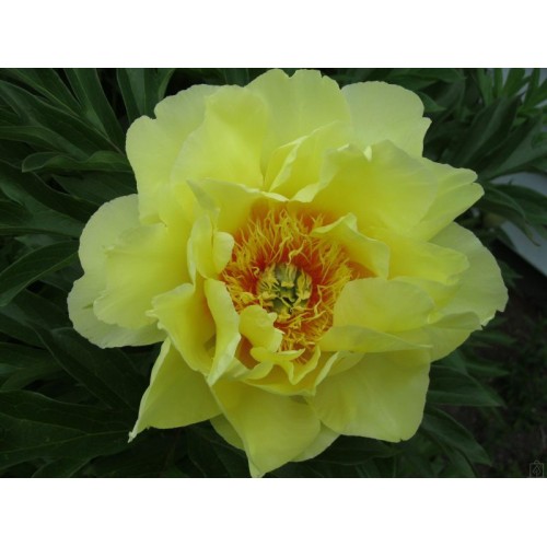 Piwonia ITOH ‘Bartzella’ (Paeonia ITOH...