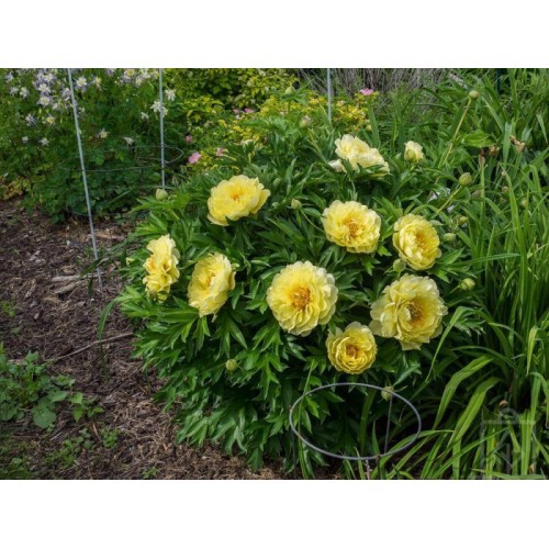 Piwonia ITOH ‘Bartzella’ (Paeonia ITOH...