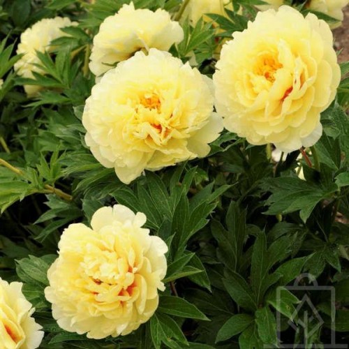 Piwonia ITOH ‘Bartzella’ (Paeonia ITOH...