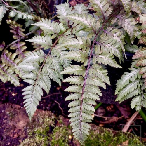 Wietlica japońska ‘Pewter Lace’ (Athyrium...