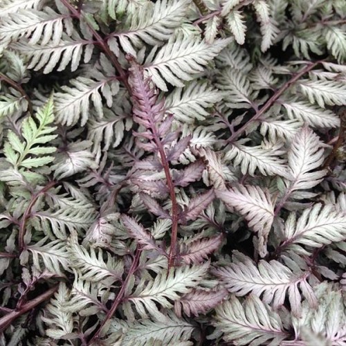 Wietlica japońska ‘Pewter Lace’ (Athyrium...