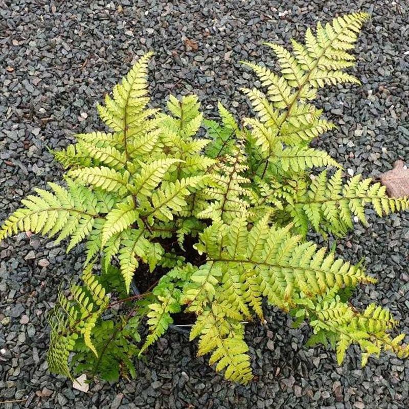 Wietlica uszkowata ‘Okanum’ (Athyrium otophorum)