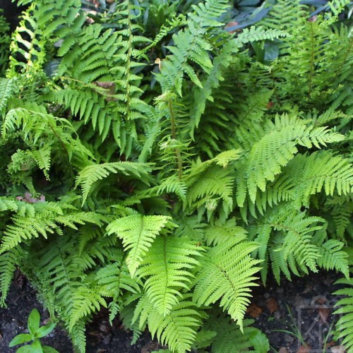 Narecznica mocna ‘Pinderi’ (Dryopteris affinis)