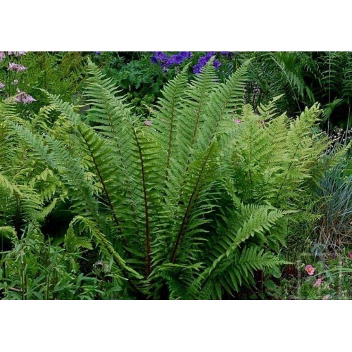 Narecznica mocna ‘Pinderi’ (Dryopteris affinis)