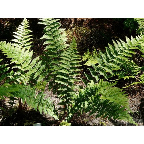 Narecznica mocna ‘Pinderi’ (Dryopteris affinis)