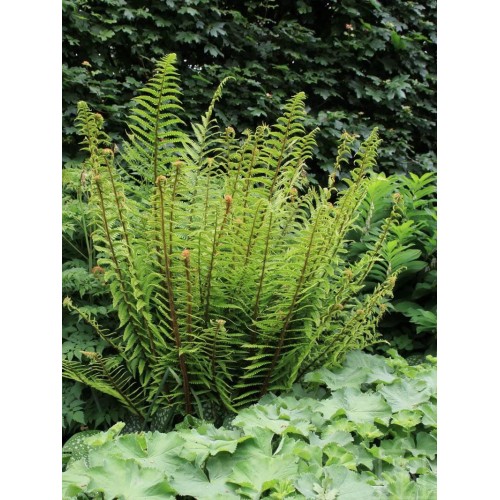 Narecznica mocna ‘Pinderi’ (Dryopteris affinis)