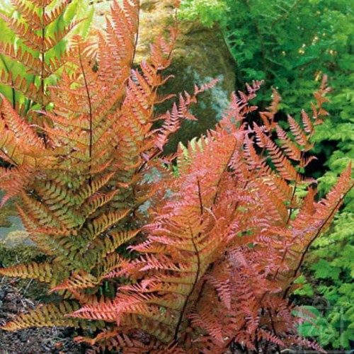 Narecznica czerwonozawijkowa (Dryopteris erythrosora)