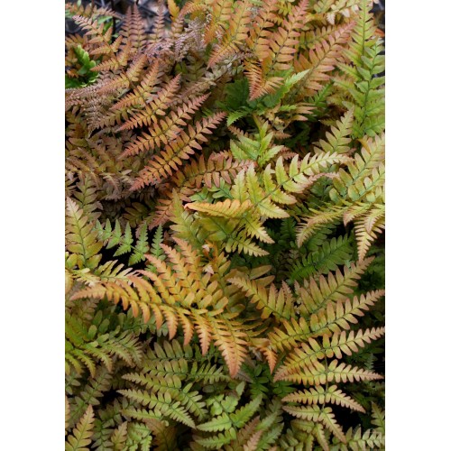 Narecznica czerwonozawijkowa (Dryopteris erythrosora)